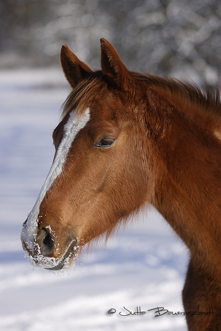 *Schneenase*