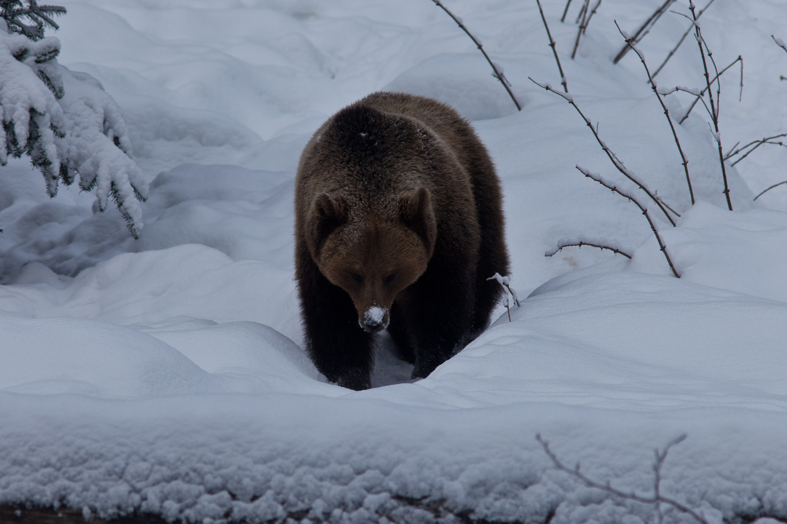 Schneenase, Braunbär (Ursus arctos)