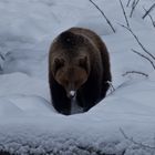 Schneenase, Braunbär (Ursus arctos)