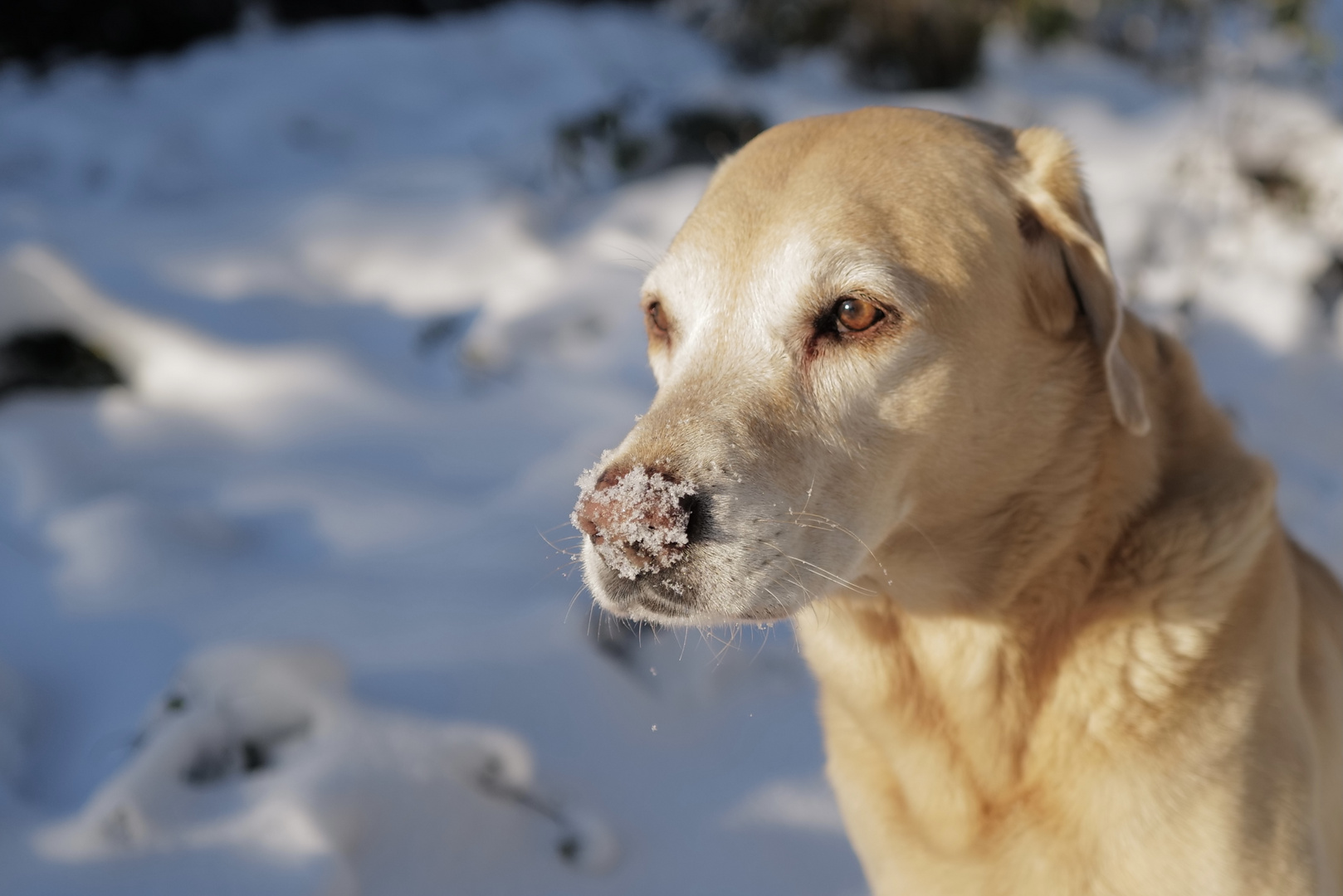 Schneenase