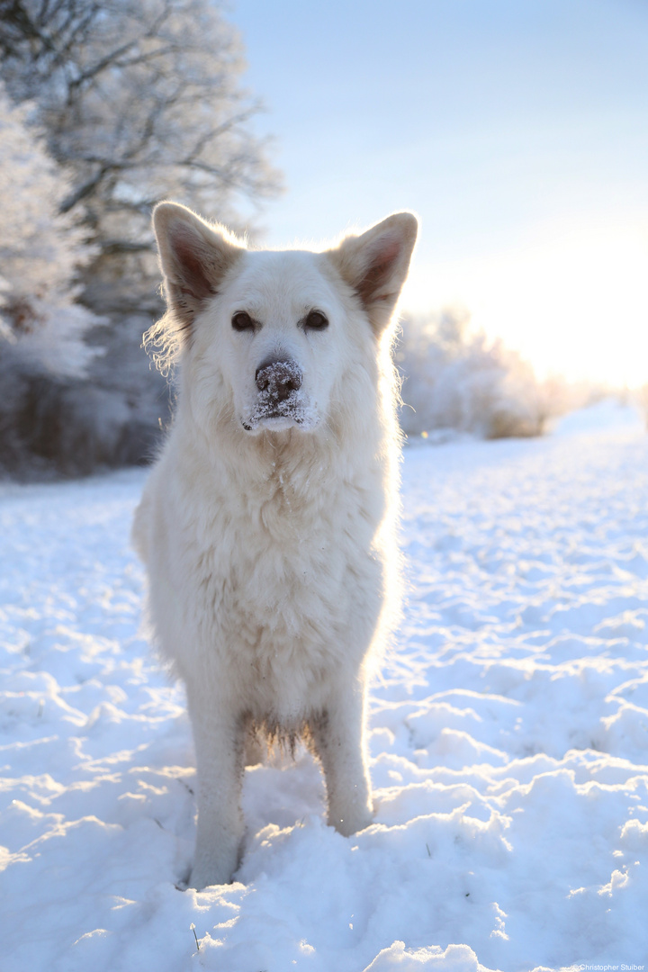 Schneenase