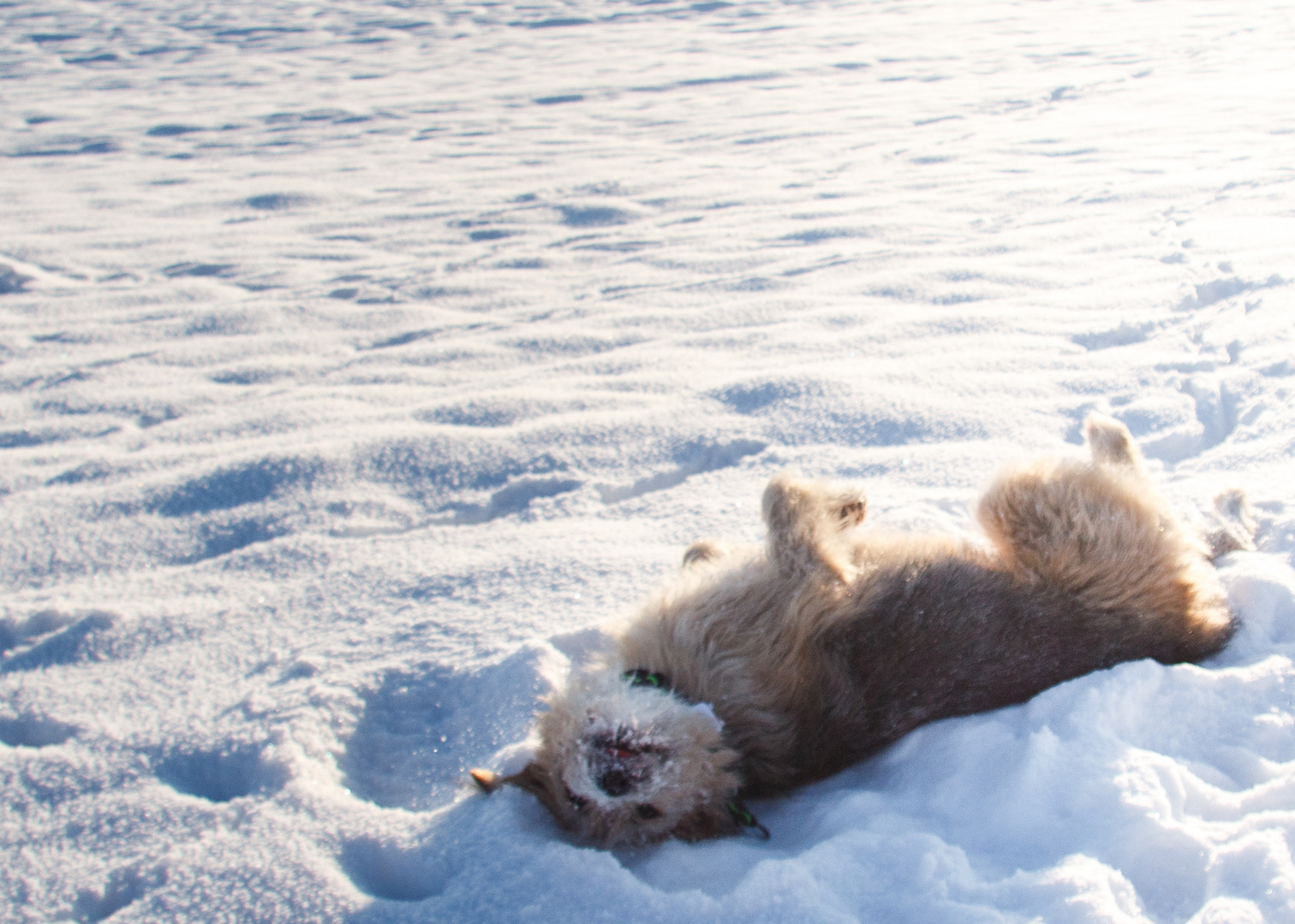 Schneenase Ludwig...