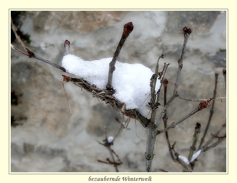 Schneenestlein