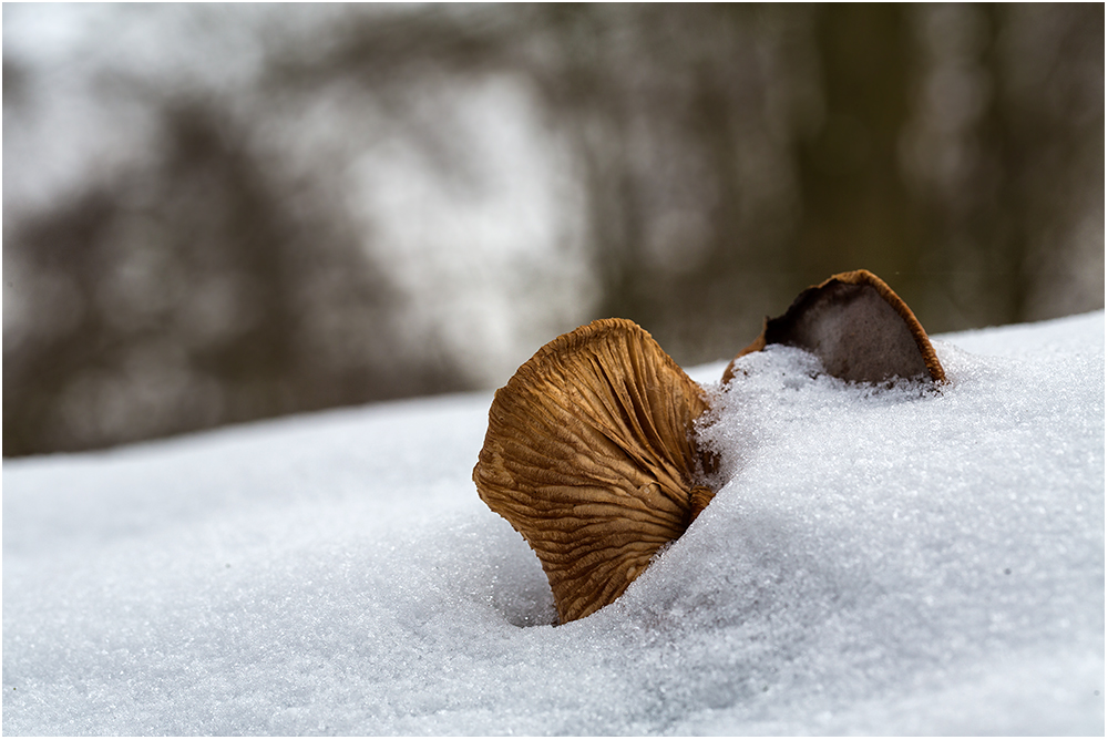 Schneeohren..