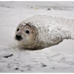 Schneepaniert auf Helgoland