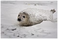 Schneepaniert auf Helgoland