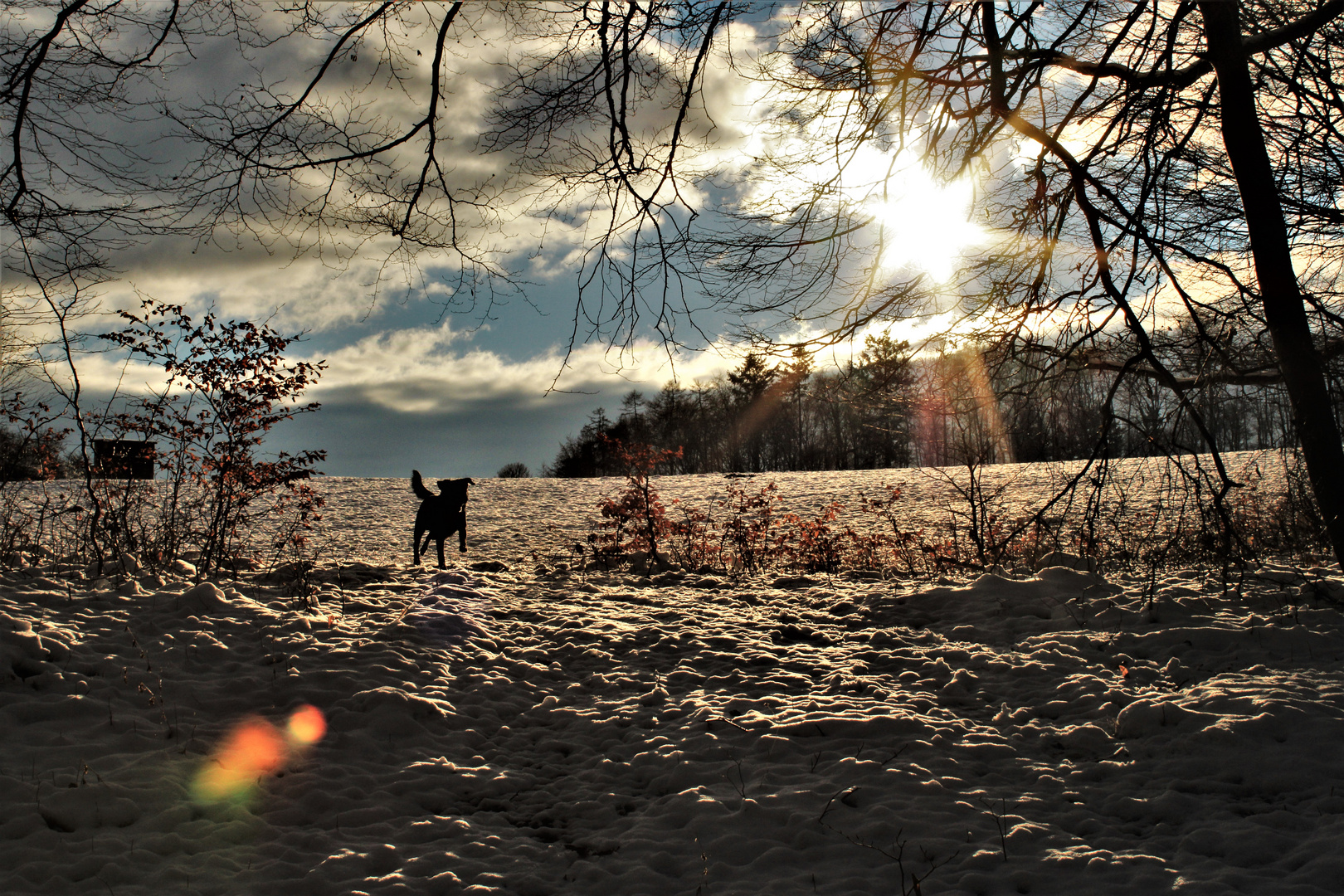 Schneepanorama Hunde-Spaziergang