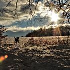 Schneepanorama Hunde-Spaziergang