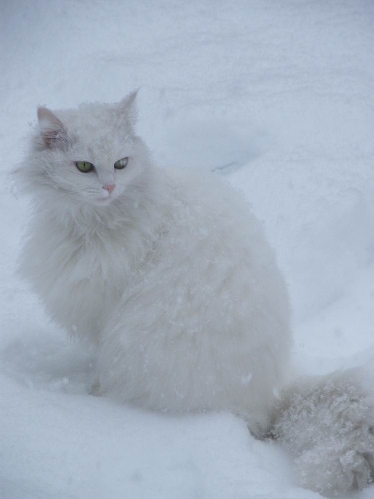 Schneepanther:-)