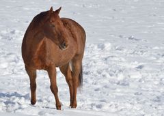 Schneepferd