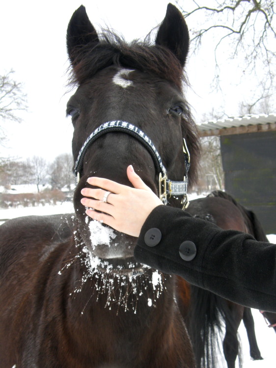 SchneePferdchen : )