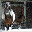 Schneepferdchen