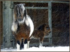 Schneepferdchen