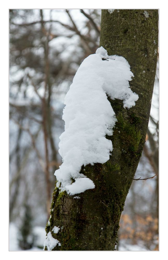 <S(chn)eepferdchen im Winterwald>