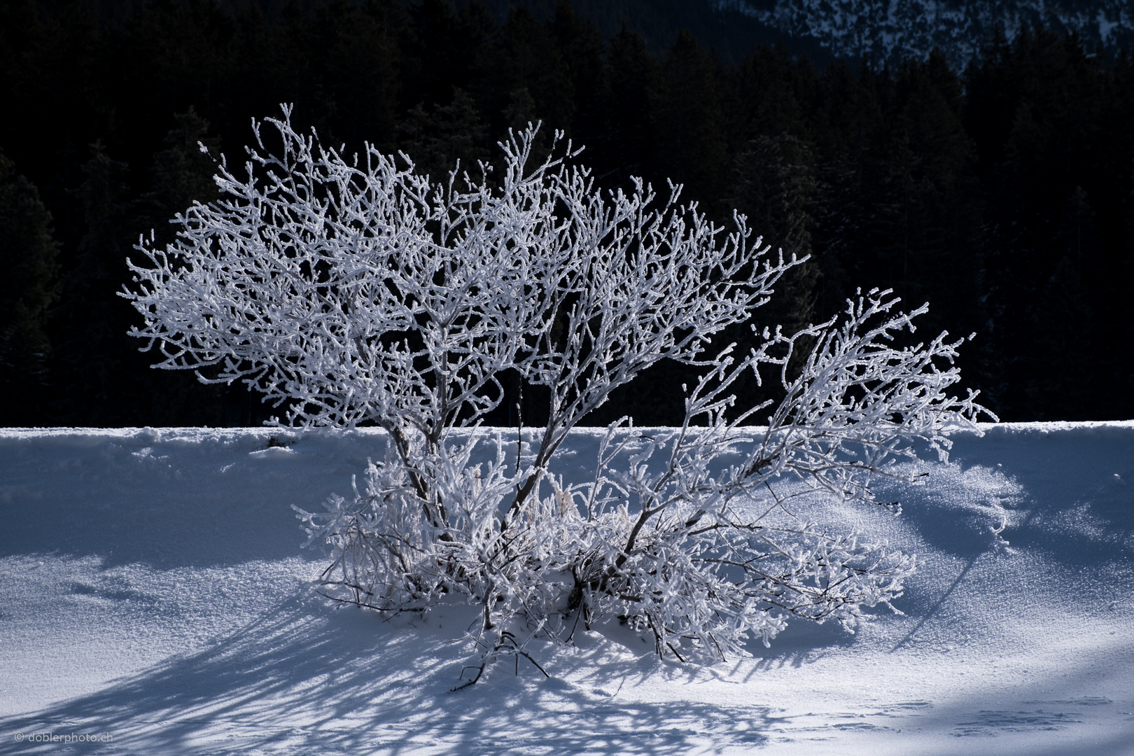 Schneepflanze