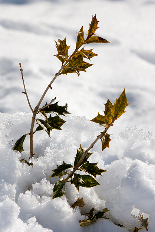 Schneepflanze