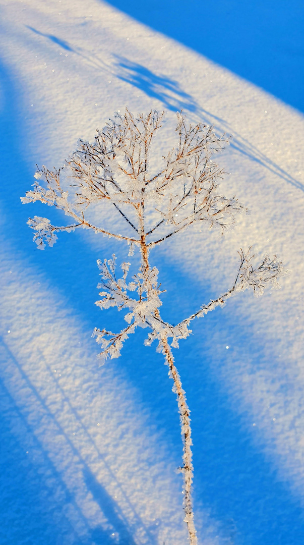 Schneepflanze