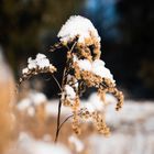 Schneepflanzen