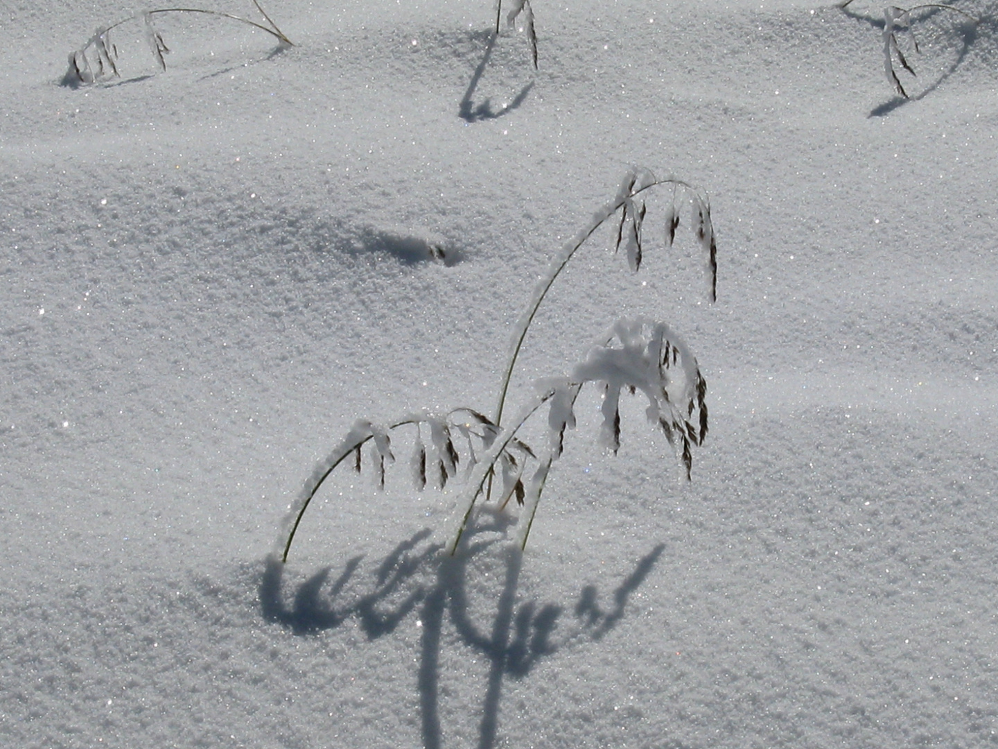 Schneepflanzen