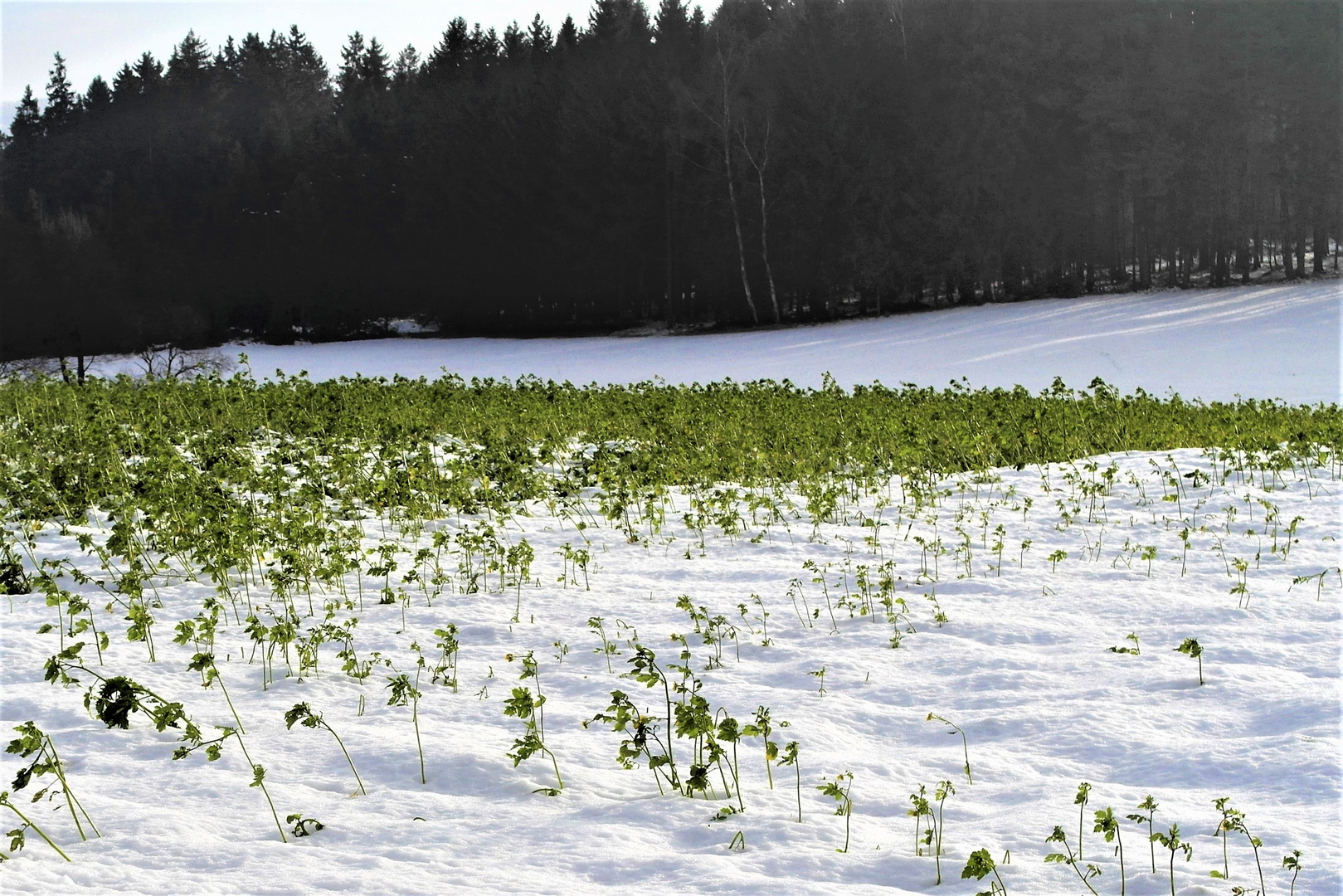 Schneepflanzen im Sonnenlicht