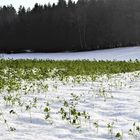 Schneepflanzen im Sonnenlicht