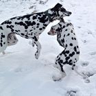 Schneepflüge