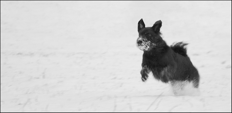 Schneepflug