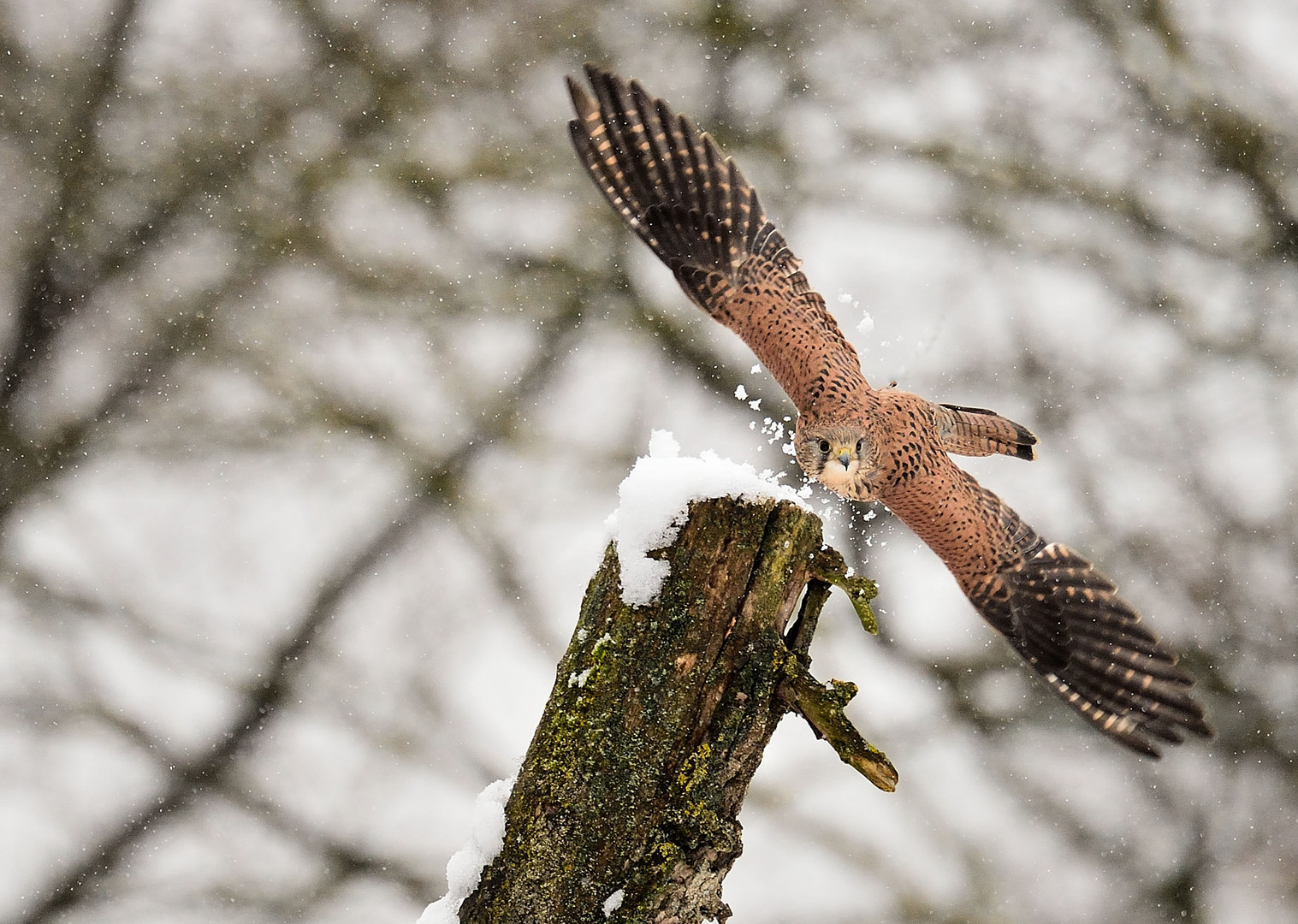 "Schnee(p)flug"