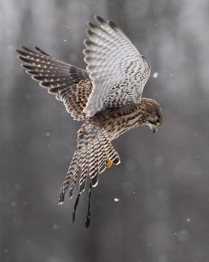 Schnee(p)flug