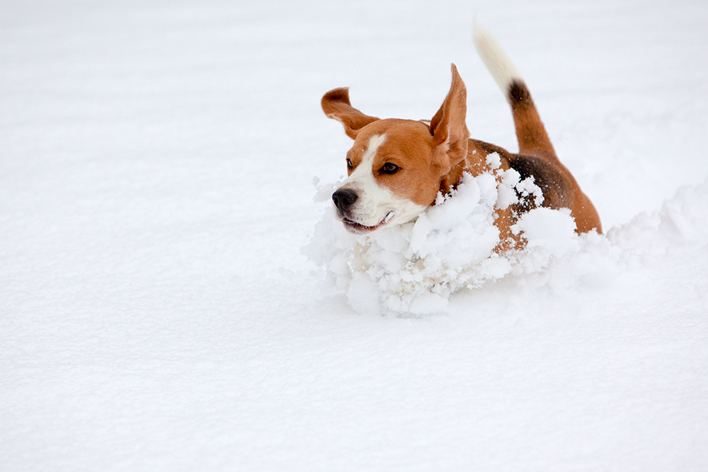 ...Schneepflug...