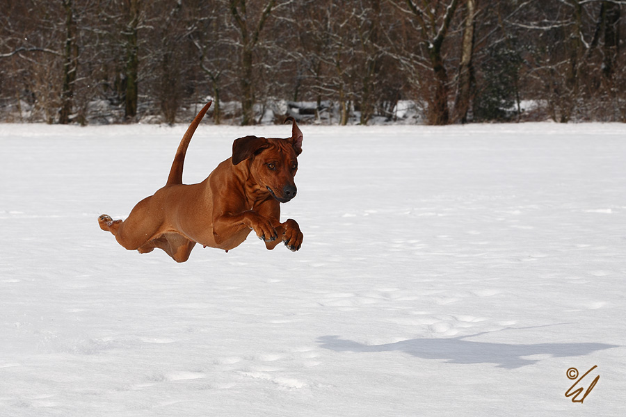 Schnee(p)flug