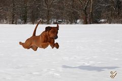 Schnee(p)flug