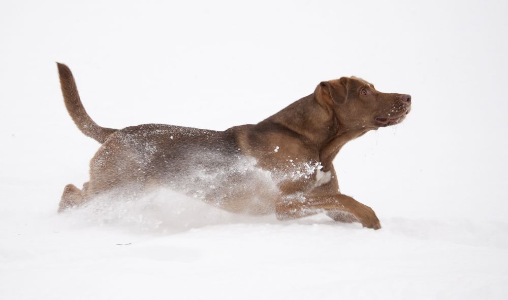 Schneepflug