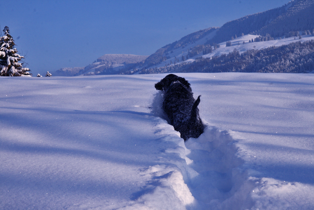 Schneepflug, daheim ....