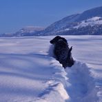 Schneepflug, daheim ....