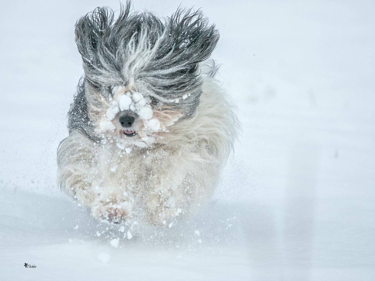 Schnee(p)flug