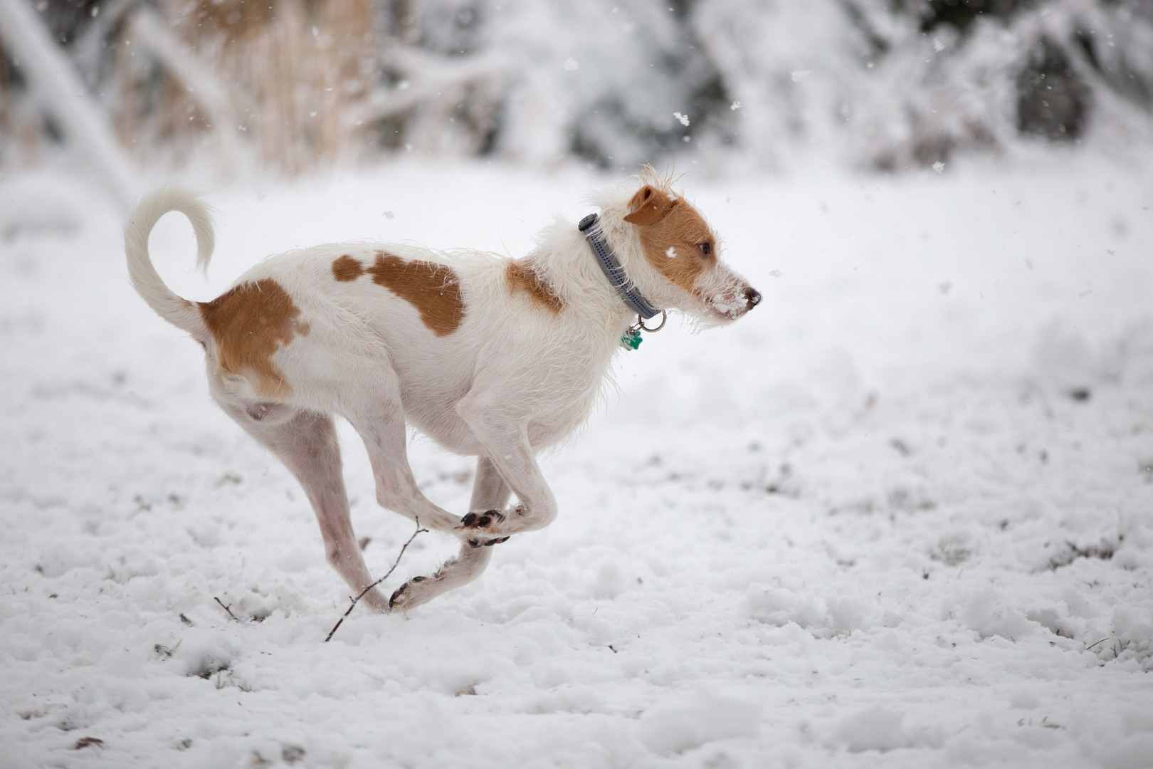 Schneepflug