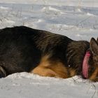 Schneepflug im Einsatz