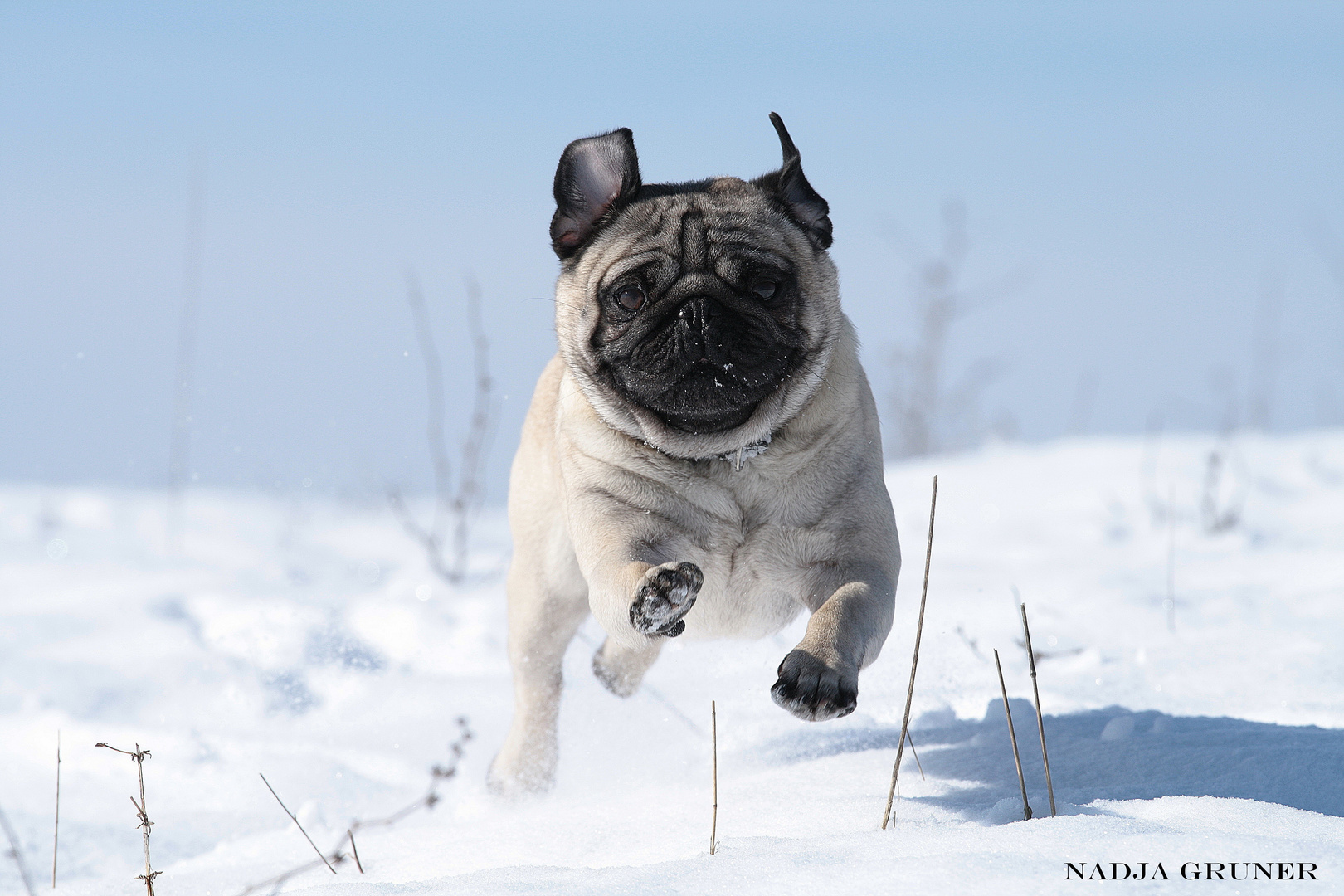 Schnee(p)flug-Mops:-)