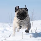 Schnee(p)flug-Mops:-)