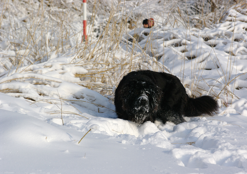 "Schneepflug" nach getaner Arbeit :-)