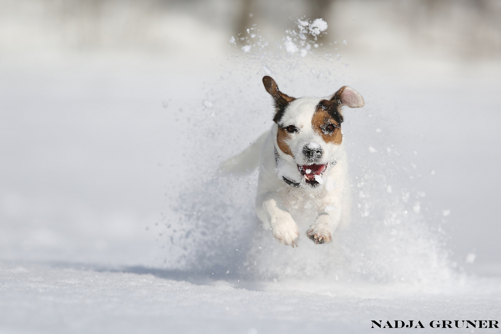 Schnee(p)flugterrier