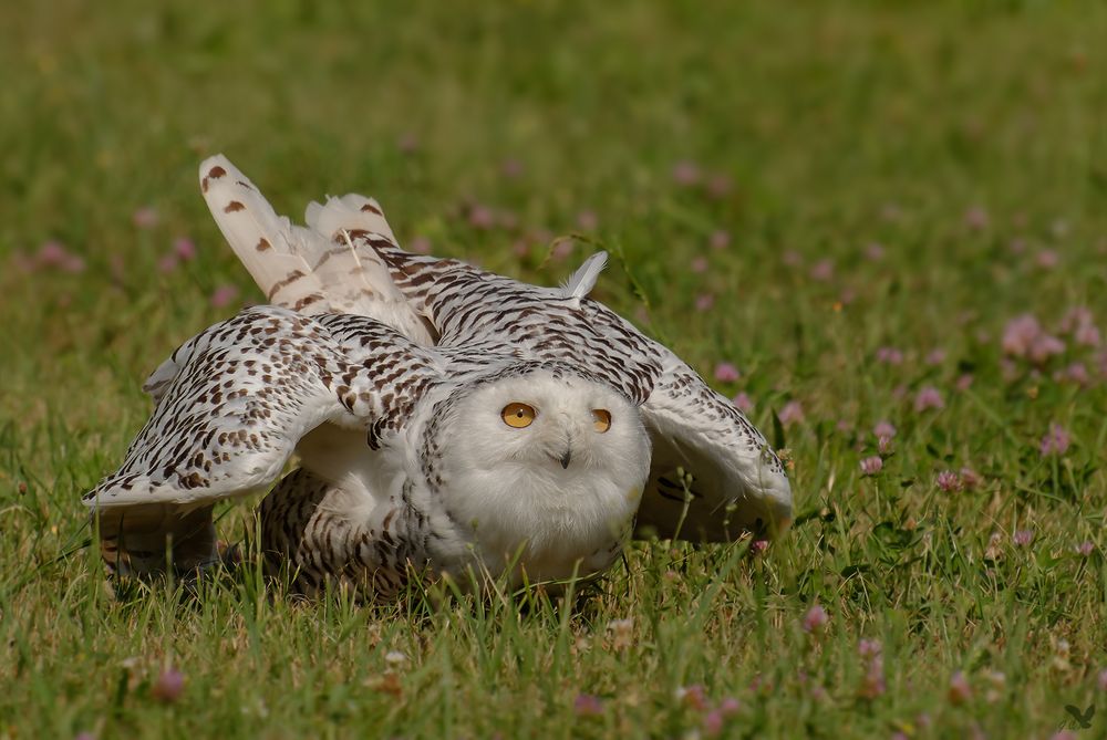 Schneepi ... (Schnee-Eule (Bubo scandiacus, Nyctea scandiaca, Schneeeule)) ...