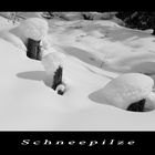 Schneepilze