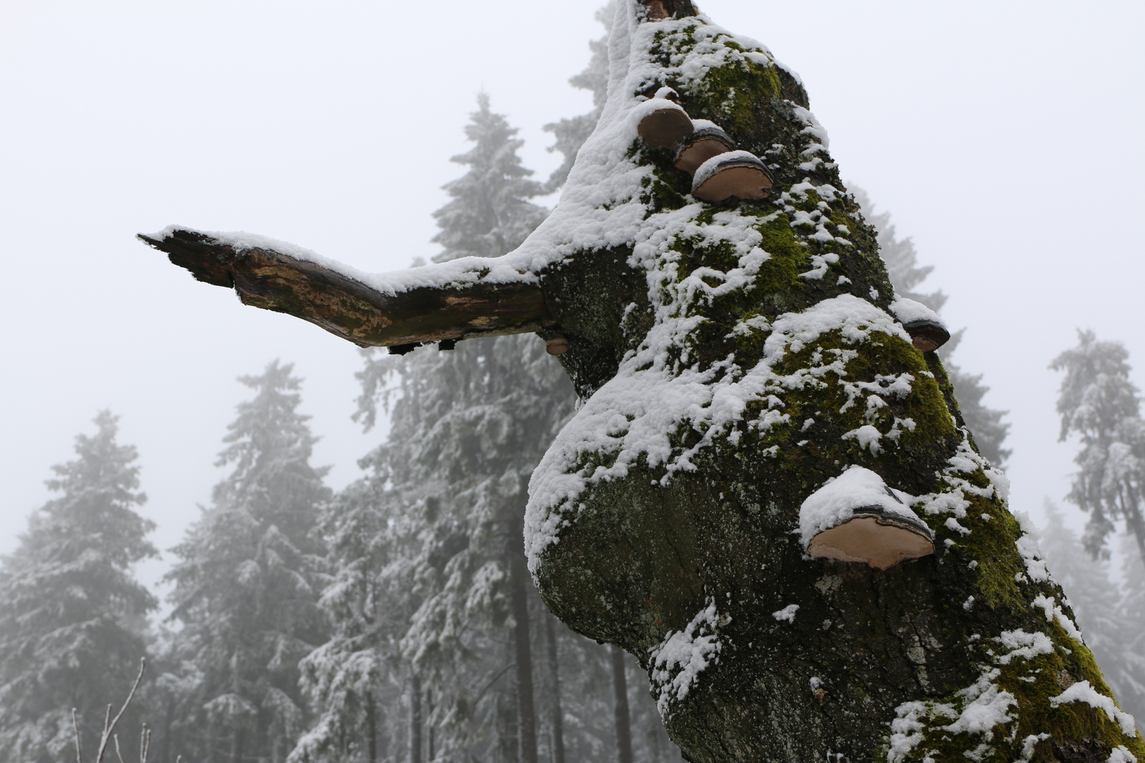 Schneepilze am Roten Moor