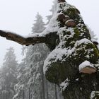 Schneepilze am Roten Moor