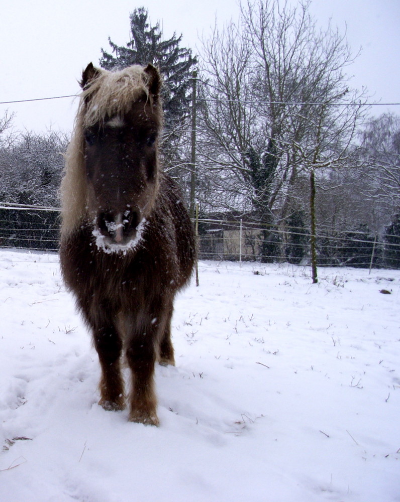 Schneepony