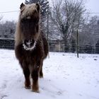 Schneepony