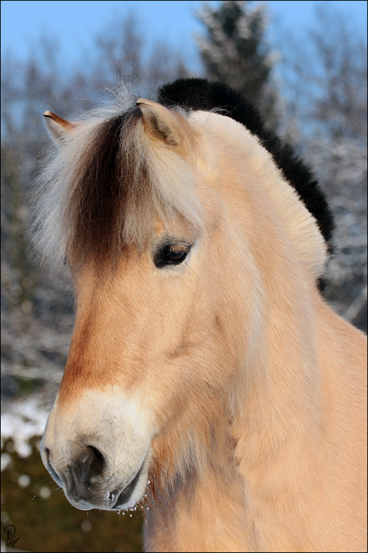 Schneepony.