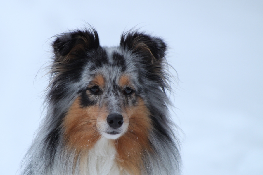 Schneeportrait